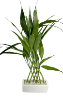 Bambu da Sorte com 8 Haste Trançada Com Vaso Cerâmica Branco