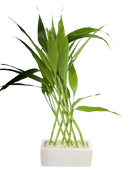 Bambu da Sorte com 8 Haste Trançada Com Vaso Cerâmica Branco