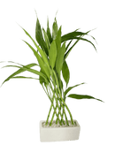 Bambu da Sorte com 8 Haste Trançada Com Vaso Cerâmica Branco