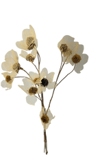 Buquê de Flor com Folha Esqueletizada