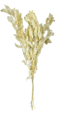 Buquê de Folhagem Ruscus