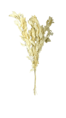 Buquê de Folhagem Ruscus