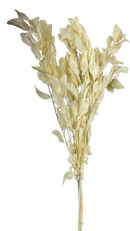 Buquê de Folhagem Ruscus