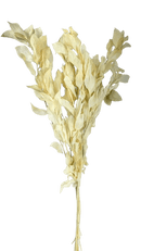 Buquê de Folhagem Ruscus