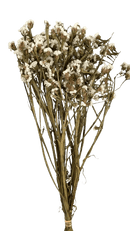 Buquê Estatice Branca Desidratada Arranjo Decoração