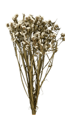 Buquê Estatice Branca Desidratada Arranjo Decoração