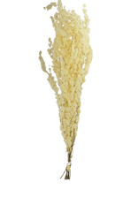 Buque de Eucalipto Alvejado Decoração Arranjos