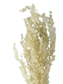 Buque de Eucalipto Alvejado Decoração Arranjos