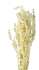 Buque de Eucalipto Alvejado Decoração Arranjos