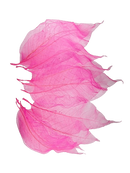 Folha De Magnolia Pink Esqueletizada Folhagem Natural