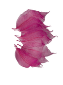 Folha De Magnolia Pink Esqueletizada Folhagem Natural