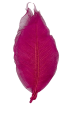 Folha De Magnolia Pink Esqueletizada Folhagem Natural