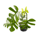 Planta Mini Monstera Costela De Adão Costelinha Rasgada - Pote 12