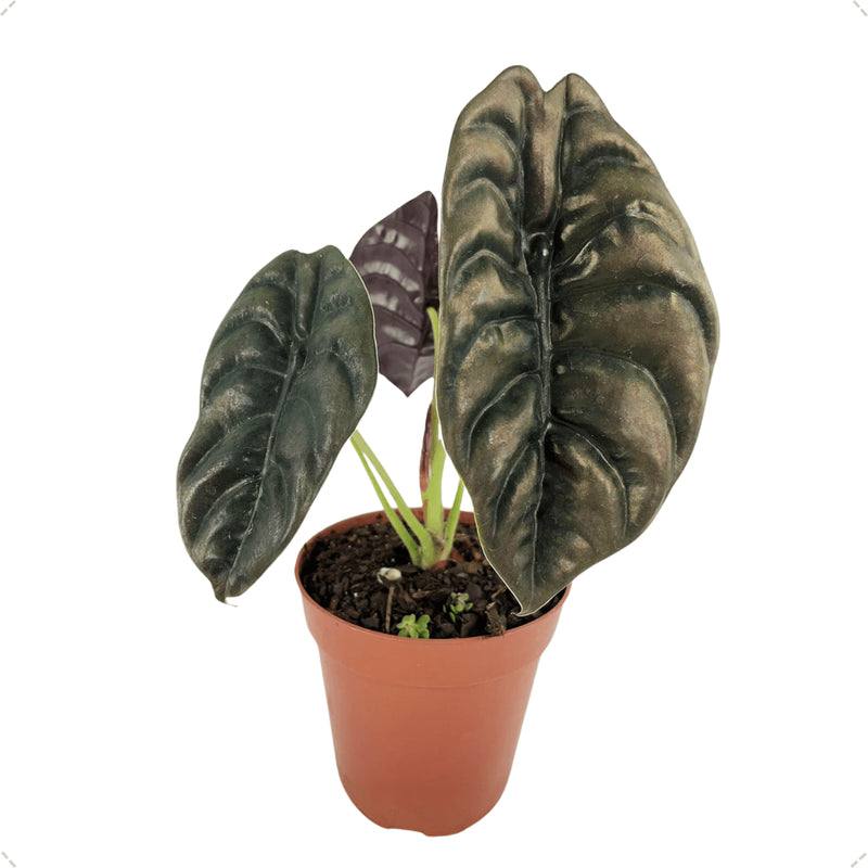 1 Planta Alocasia Cuprea Coração De Aço Muda Pulmão De Aço