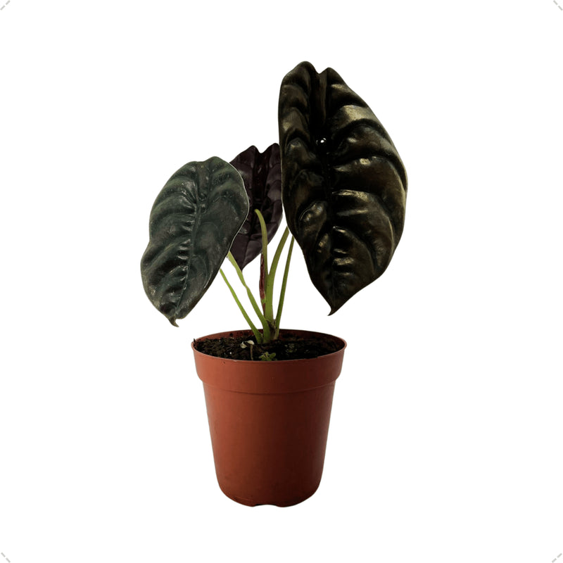 1 Planta Alocasia Cuprea Coração De Aço Muda Pulmão De Aço