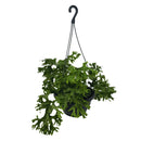 1 Samambaia Cristata Cuia 21 Natural Rara Repolhuda Gigante