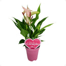 Mini Antúrio Lili Rosa Planta Natural Florida Pote 9 Flor