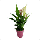 Mini Antúrio Lili Rosa Planta Natural Florida Pote 9 Flor