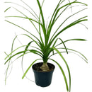 Planta Muda Pata De Elefante Nolina Pote 11 Patinha Decoração