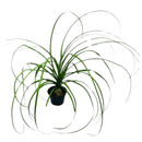 Planta Muda Pata De Elefante Nolina Pote 11 Patinha Decoração