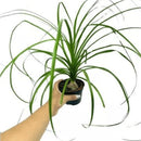 Planta Muda Pata De Elefante Nolina Pote 11 Patinha Decoração