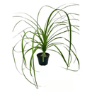 Planta Muda Pata De Elefante Nolina Pote 11 Patinha Decoração