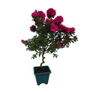 1 Planta Azaleia Espiral Rosa Pink Natural Decoração Pote 17