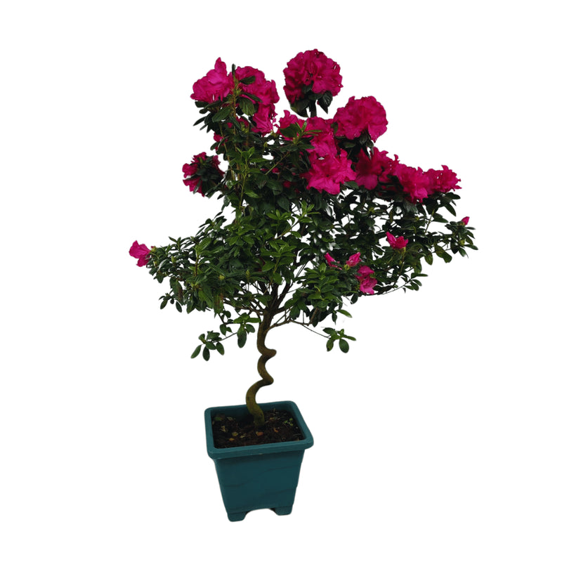 1 Planta Azaleia Espiral Rosa Pink Natural Decoração Pote 17