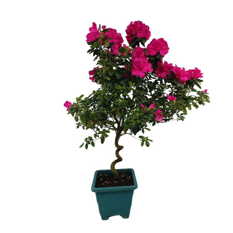 1 Planta Azaleia Espiral Rosa Pink Natural Decoração Pote 17