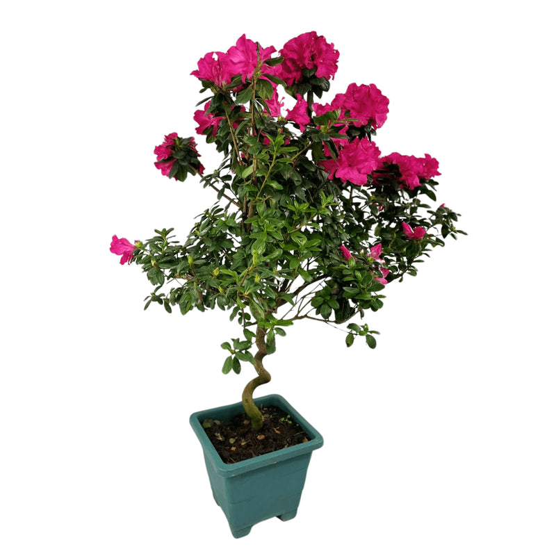 1 Planta Azaleia Espiral Rosa Pink Natural Decoração Pote 17