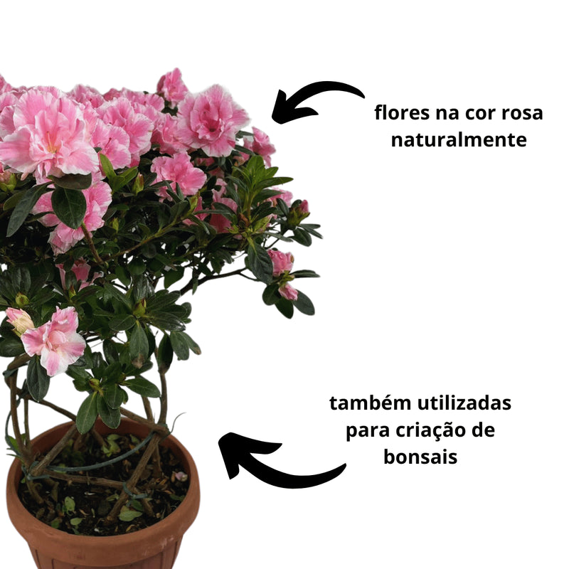 1 Planta Azaleia Espiral Rosa Claro Natural Decoração Pote 17