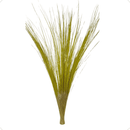 Capim Seda Prata Cor Amarelo Decoração Natural Desidratado