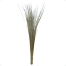 Capim Seda Prata Cor: Alvejado Decoração Natural Desidratado