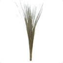 Capim Seda Prata Cor: Alvejado Decoração Natural Desidratado