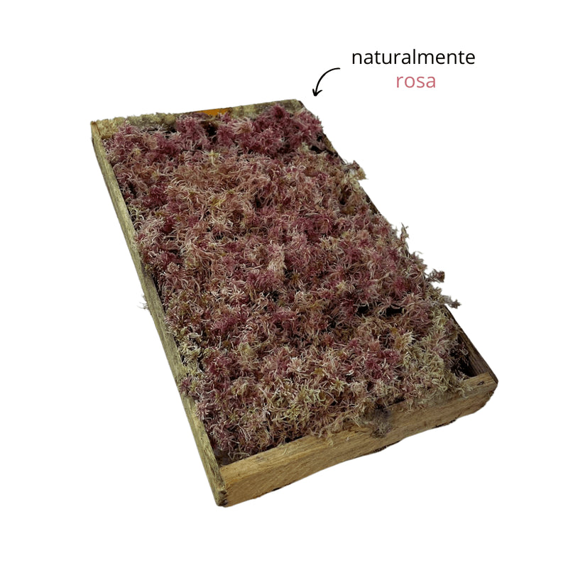 Caixa De Musgo Fofão Rosa Terrário Kokedamas Terrariun Top Para Arranjos Natural Vivo