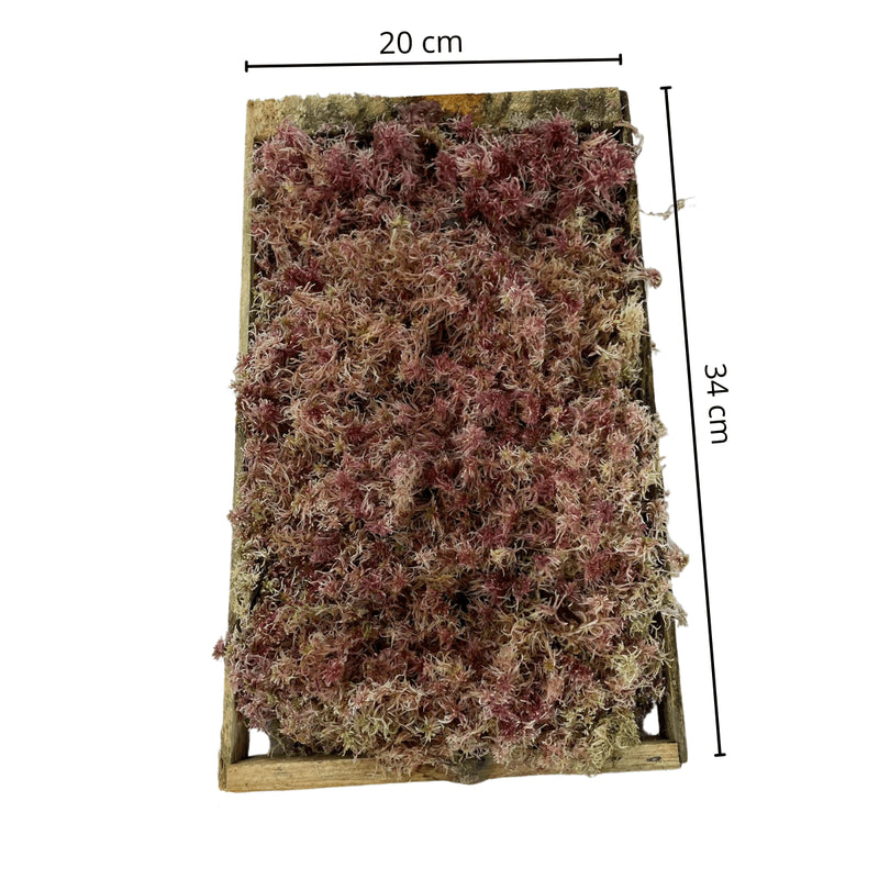 Caixa De Musgo Fofão Rosa Terrário Kokedamas Terrariun Top Para Arranjos Natural Vivo