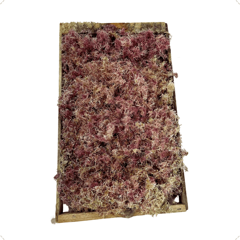 Caixa De Musgo Fofão Rosa Terrário Kokedamas Terrariun Top Para Arranjos Natural Vivo