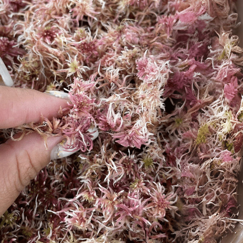 Caixa De Musgo Fofão Rosa Terrário Kokedamas Terrariun Top Para Arranjos Natural Vivo