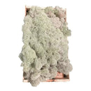 Kit Com 3 Musgos Fofão Vivo Verde e Rosa Branco Para Decoração Natural