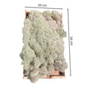 Kit Com 3 Musgos Fofão Vivo Verde e Rosa Branco Para Decoração Natural