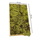 Kit Com 3 Musgos Fofão Vivo Verde e Rosa Branco Para Decoração Natural