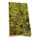 Kit Com 3 Musgos Fofão Vivo Verde e Rosa Branco Para Decoração Natural