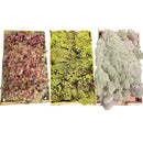 Kit Com 3 Musgos Fofão Vivo Verde e Rosa Branco Para Decoração Natural