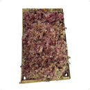 Kit Com 3 Musgos Fofão Vivo Verde e Rosa Branco Para Decoração Natural