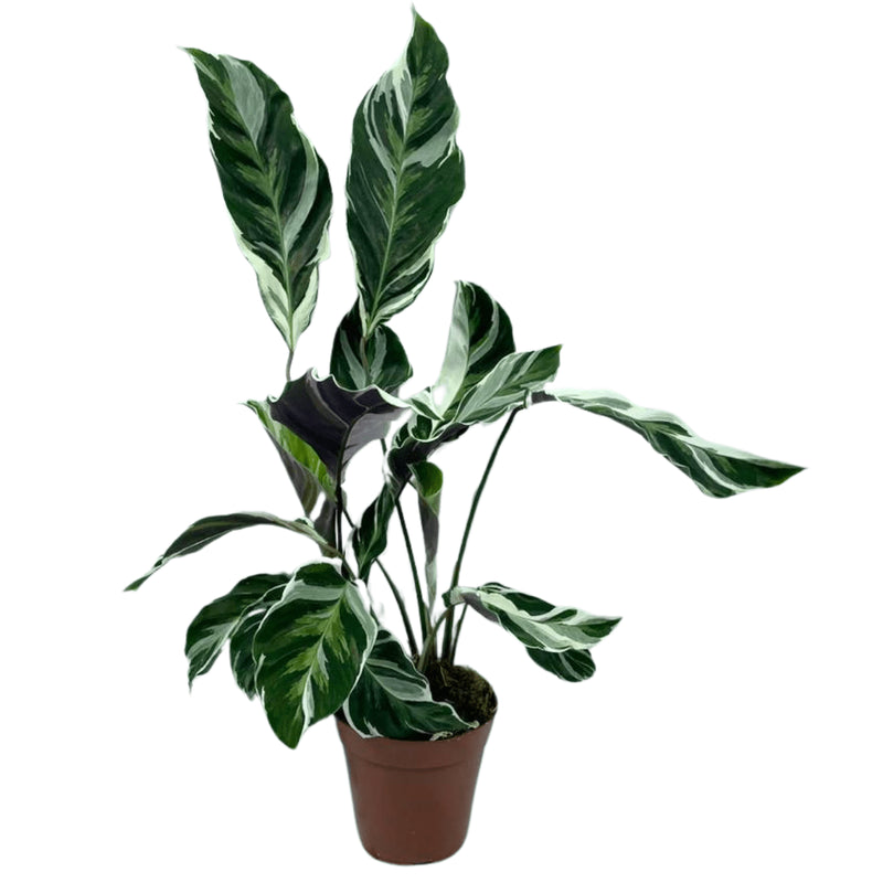 Planta Calathea White Fusion Premium Pote 12 Para Decoração