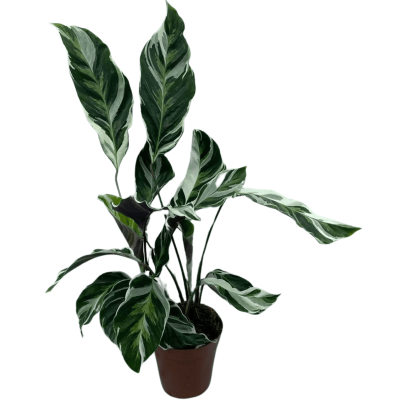 Planta Calathea White Fusion Premium Pote 12 Para Decoração