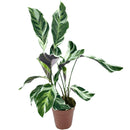 Planta Calathea White Fusion Premium Pote 12 Para Decoração
