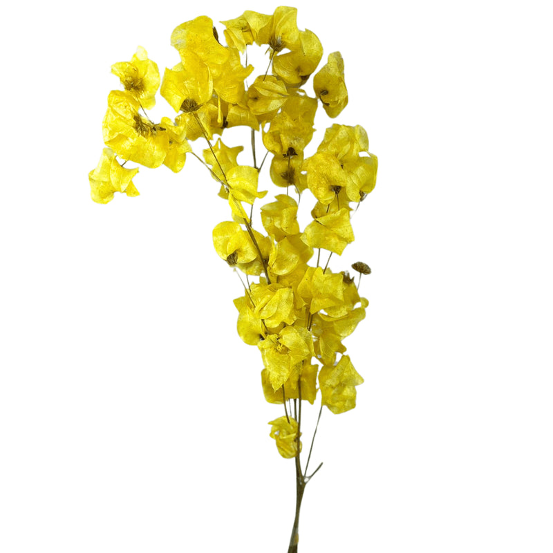 Flor Bouganville Amarelo Desidratada Buque Seco Arranjo Decoração Interiores