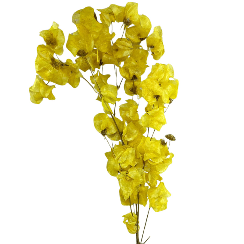 Flor Bouganville Amarelo Desidratada Buque Seco Arranjo Decoração Interiores