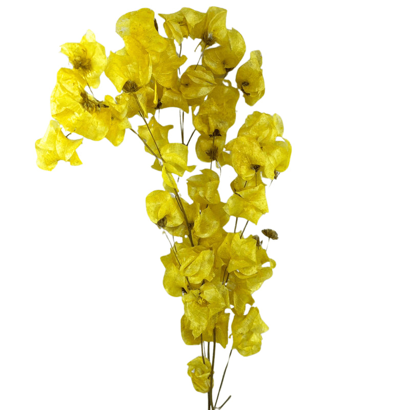 Flor Bouganville Amarelo Desidratada Buque Seco Arranjo Decoração Interiores